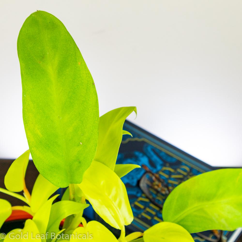Golden Goddess Philodendron - Gold Leaf Botanicals