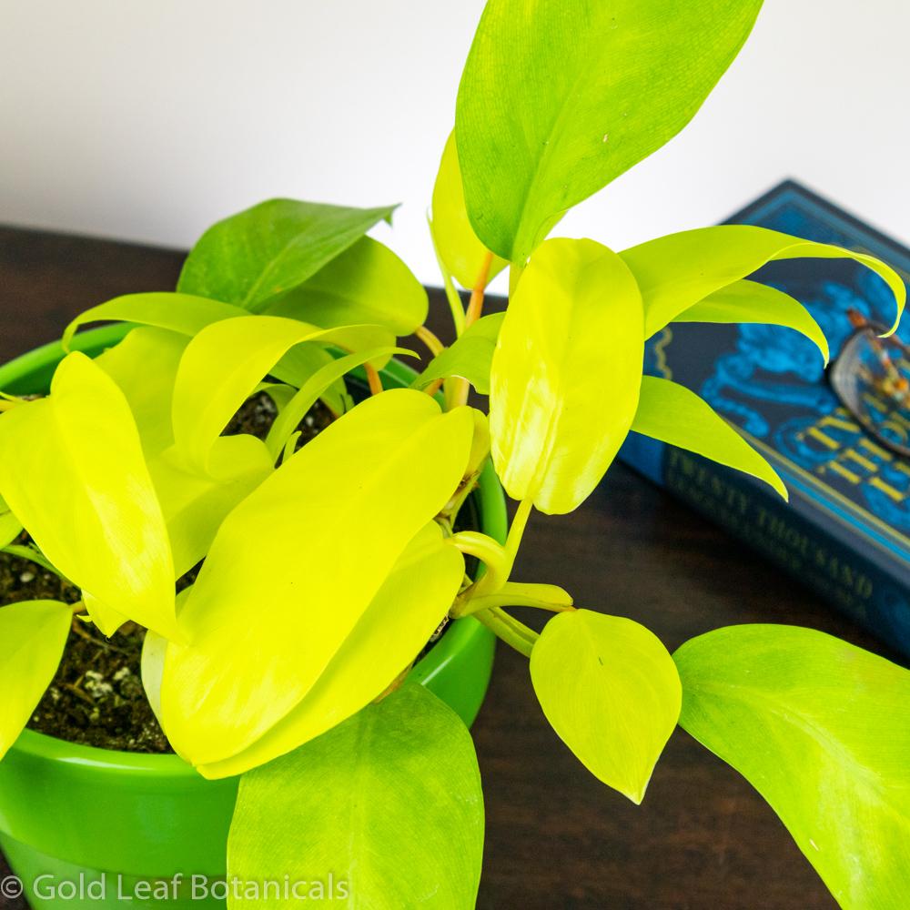 Golden Goddess Philodendron - Gold Leaf Botanicals
