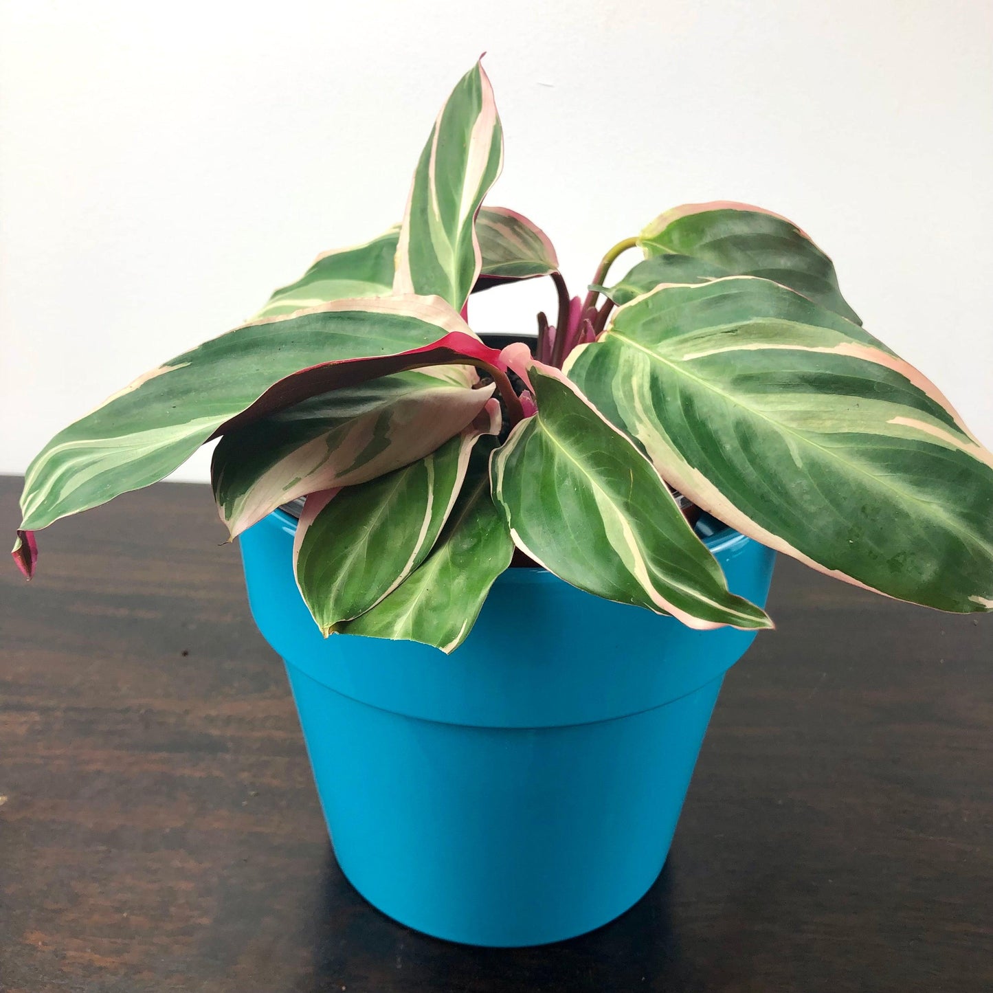 Trio Star Stromanthe For Sale