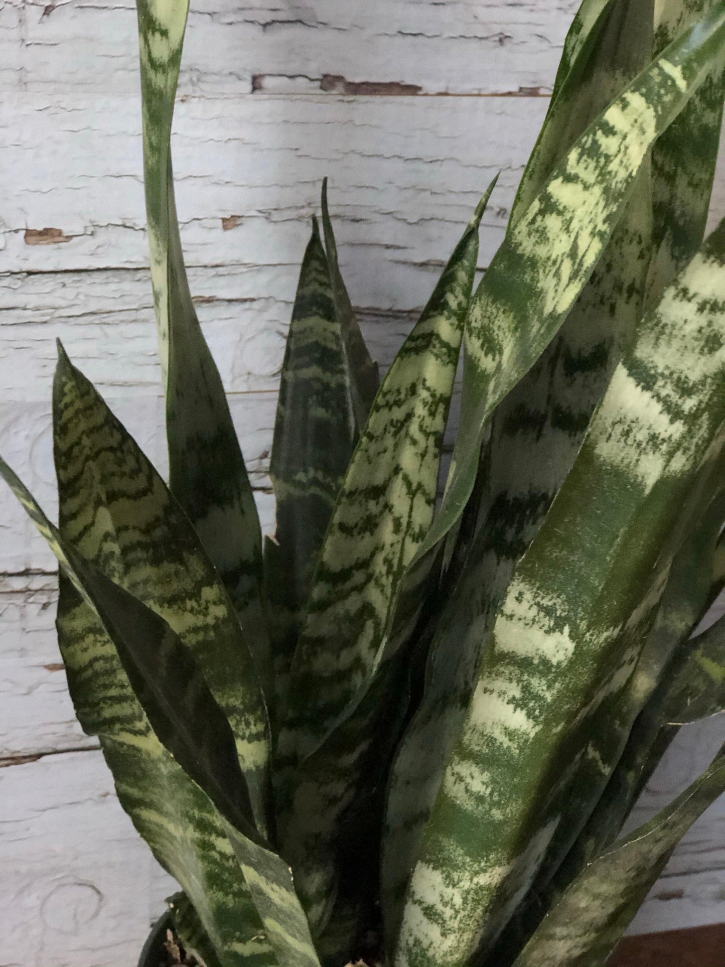 Black Coral Sansevieria Ontario Canada