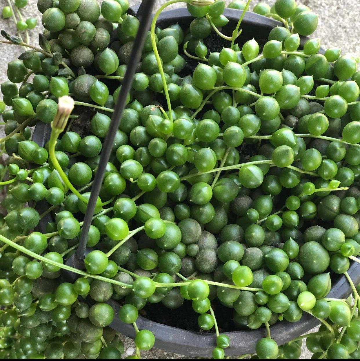 String of Pearls Water and Sun Requirements