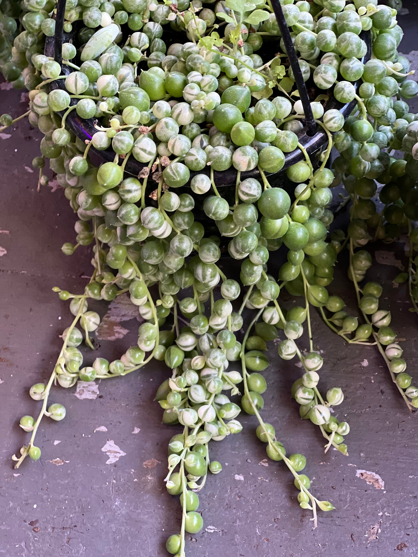 Variegated String of Pearls