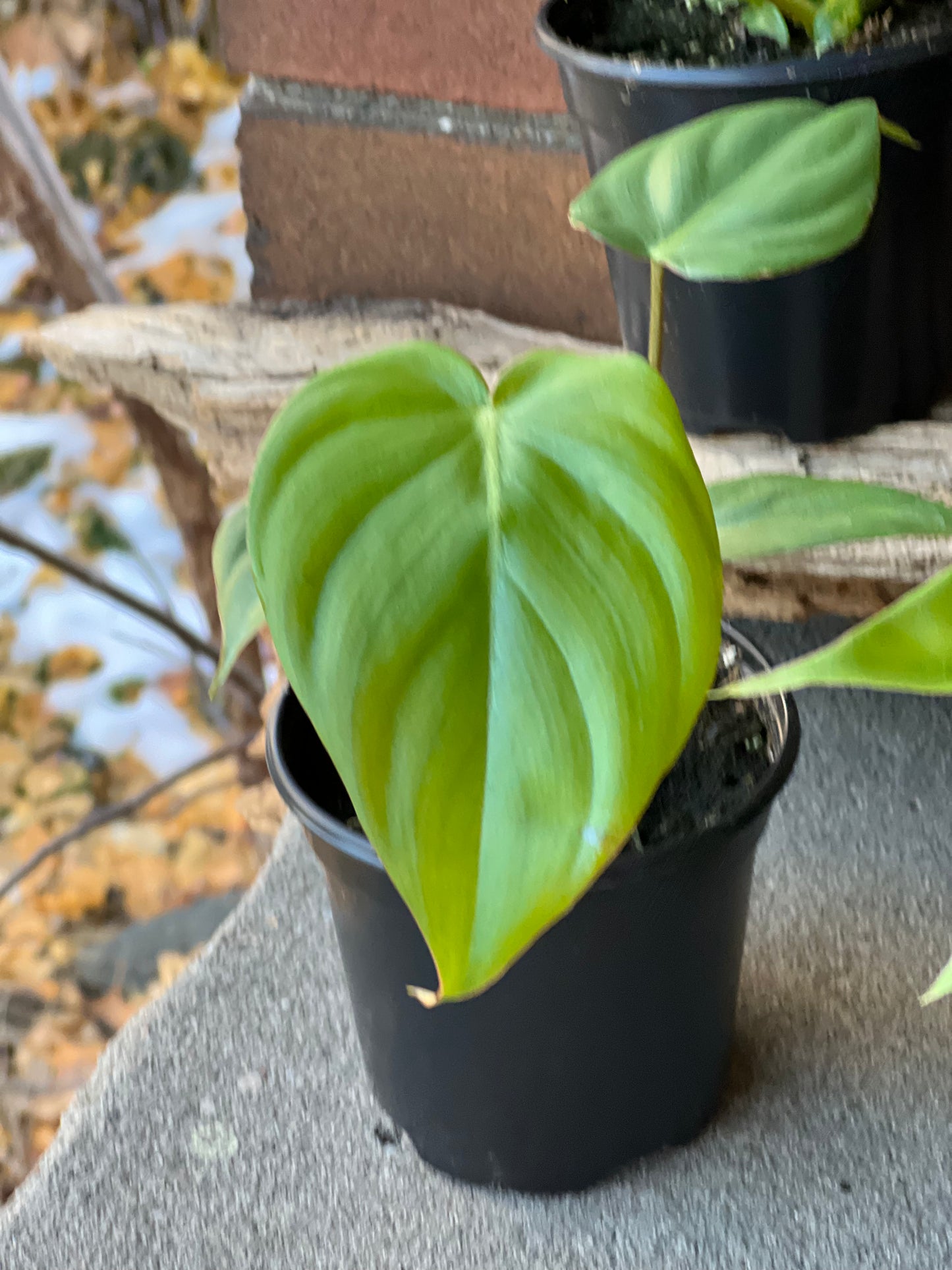 Philodendron McDowell