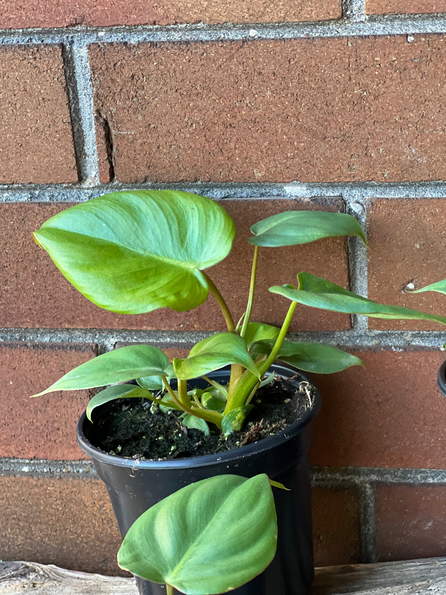 Philodendron McDowell