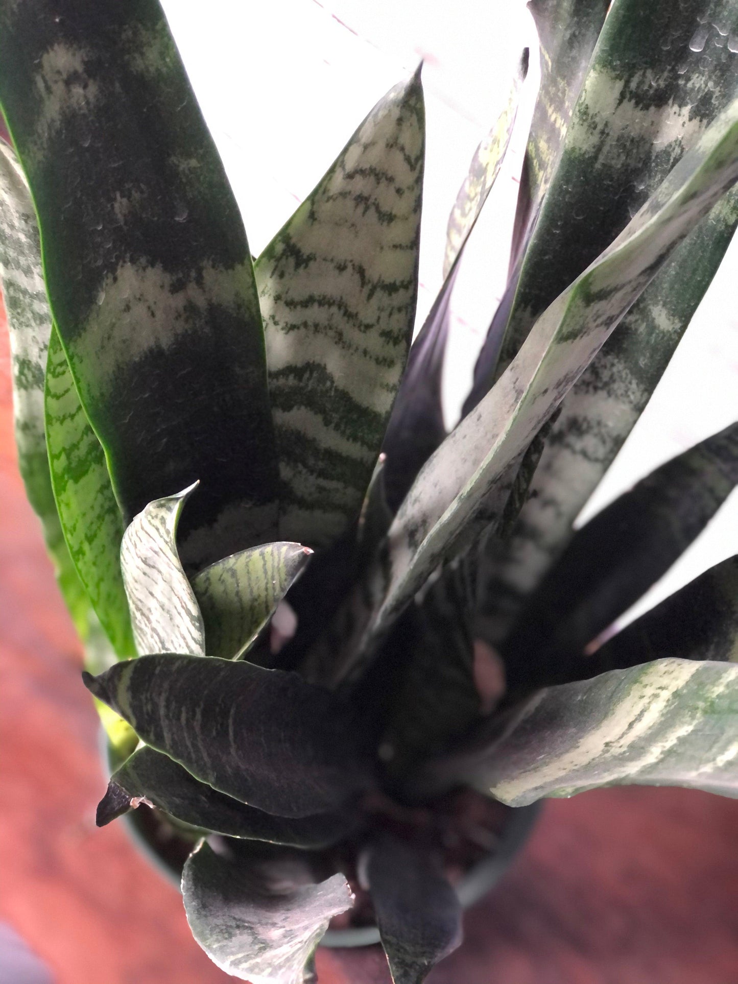 Black Coral Sansevieria Water and Sun