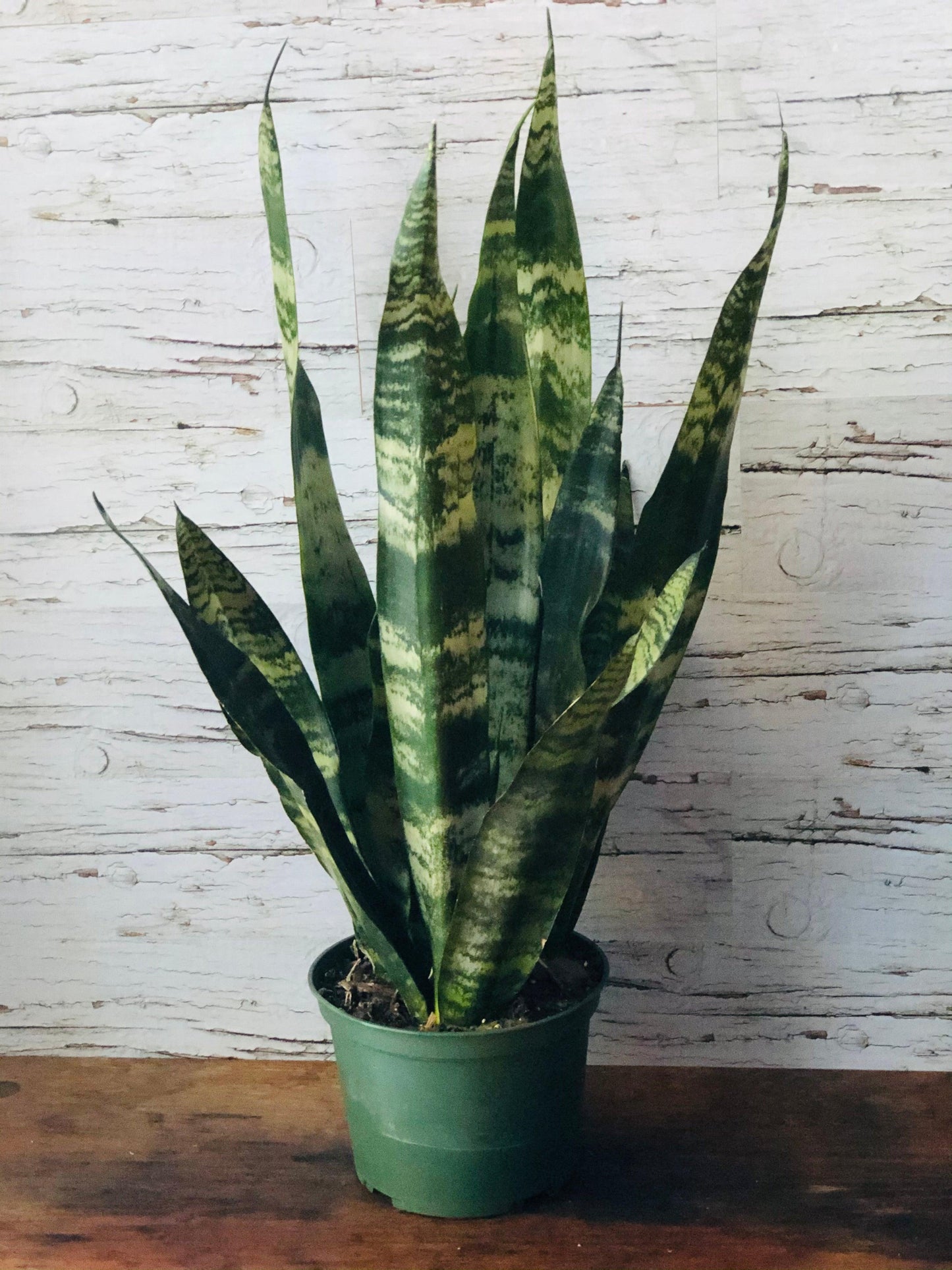 Black Coral Sansevieria Care