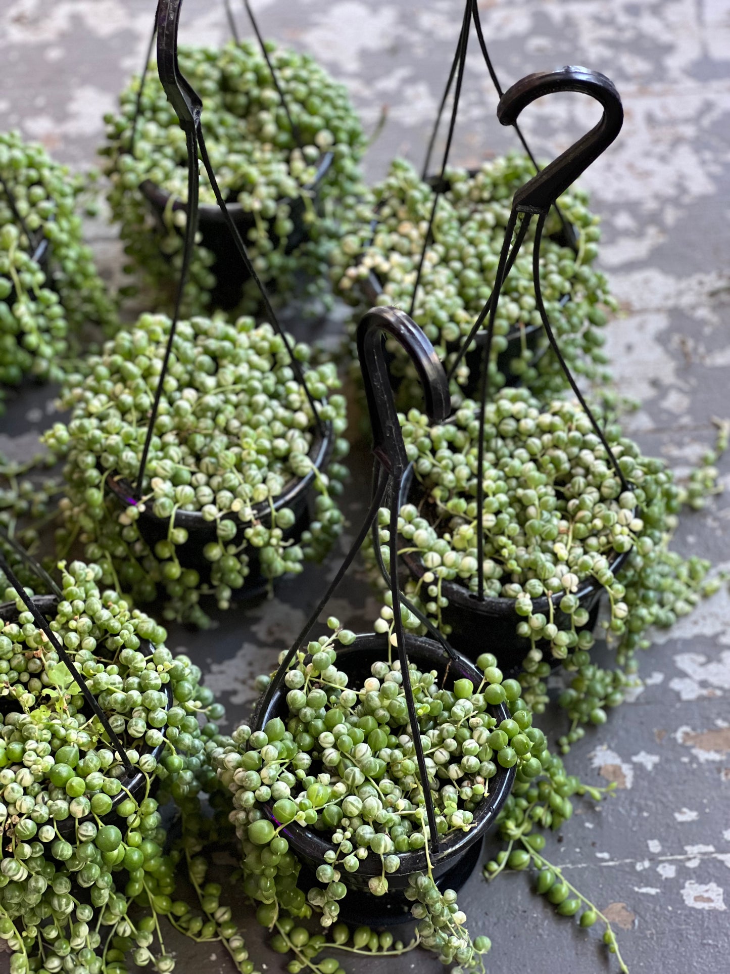 Variegated String of Pearls
