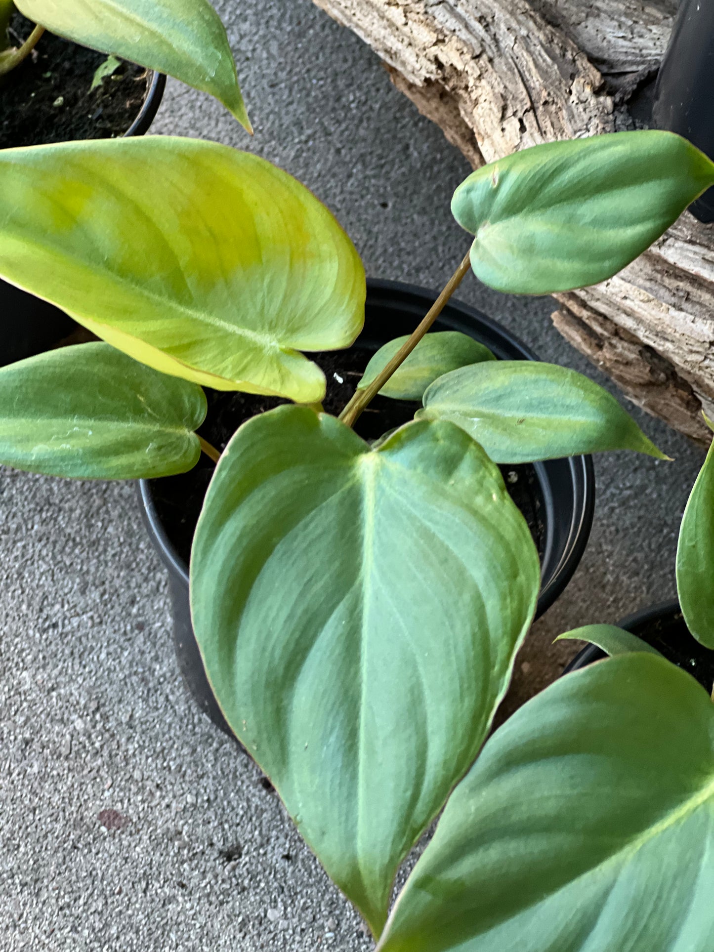 Philodendron McDowell