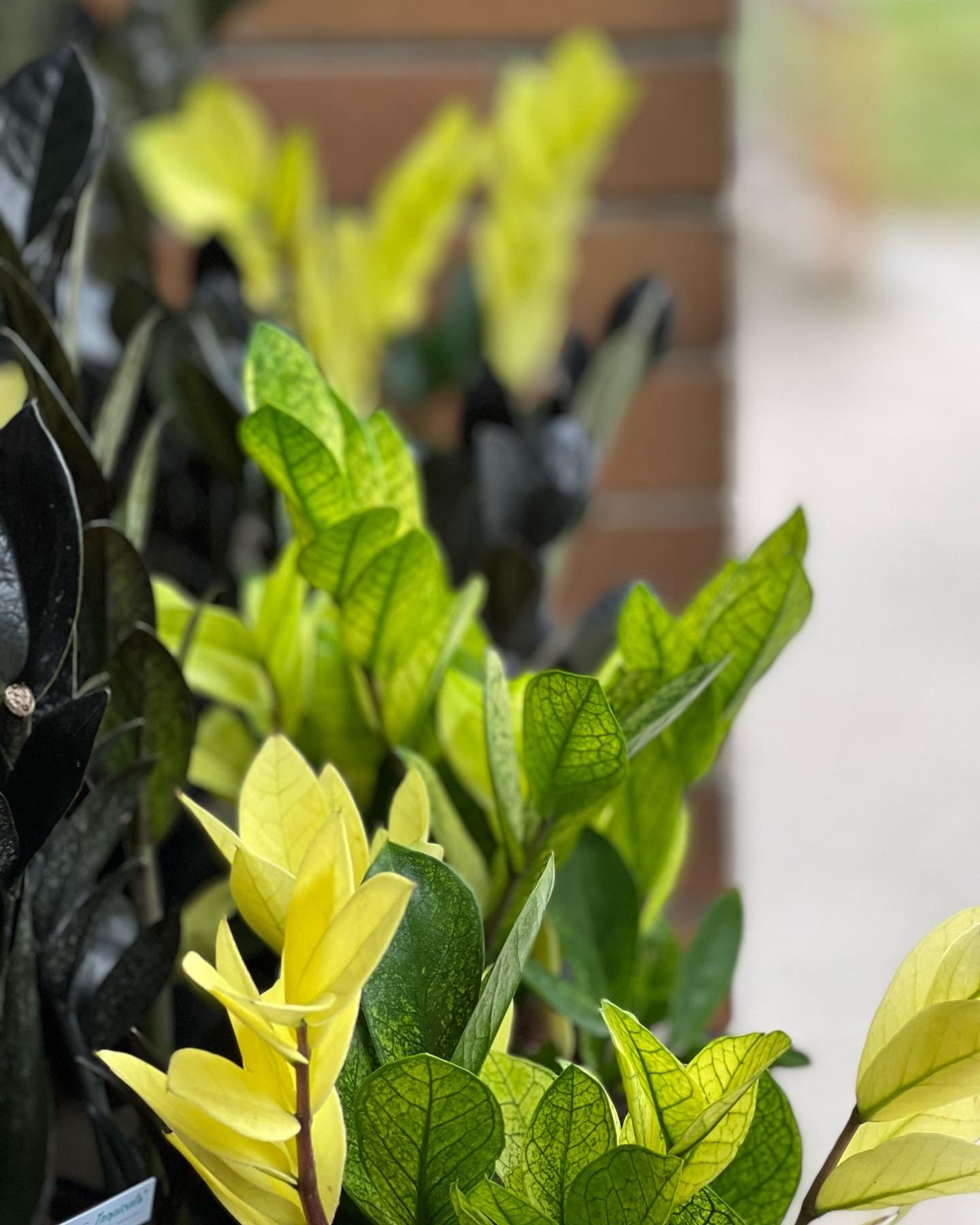 chameleon zz plant care ZZ Chameleon Plant Care