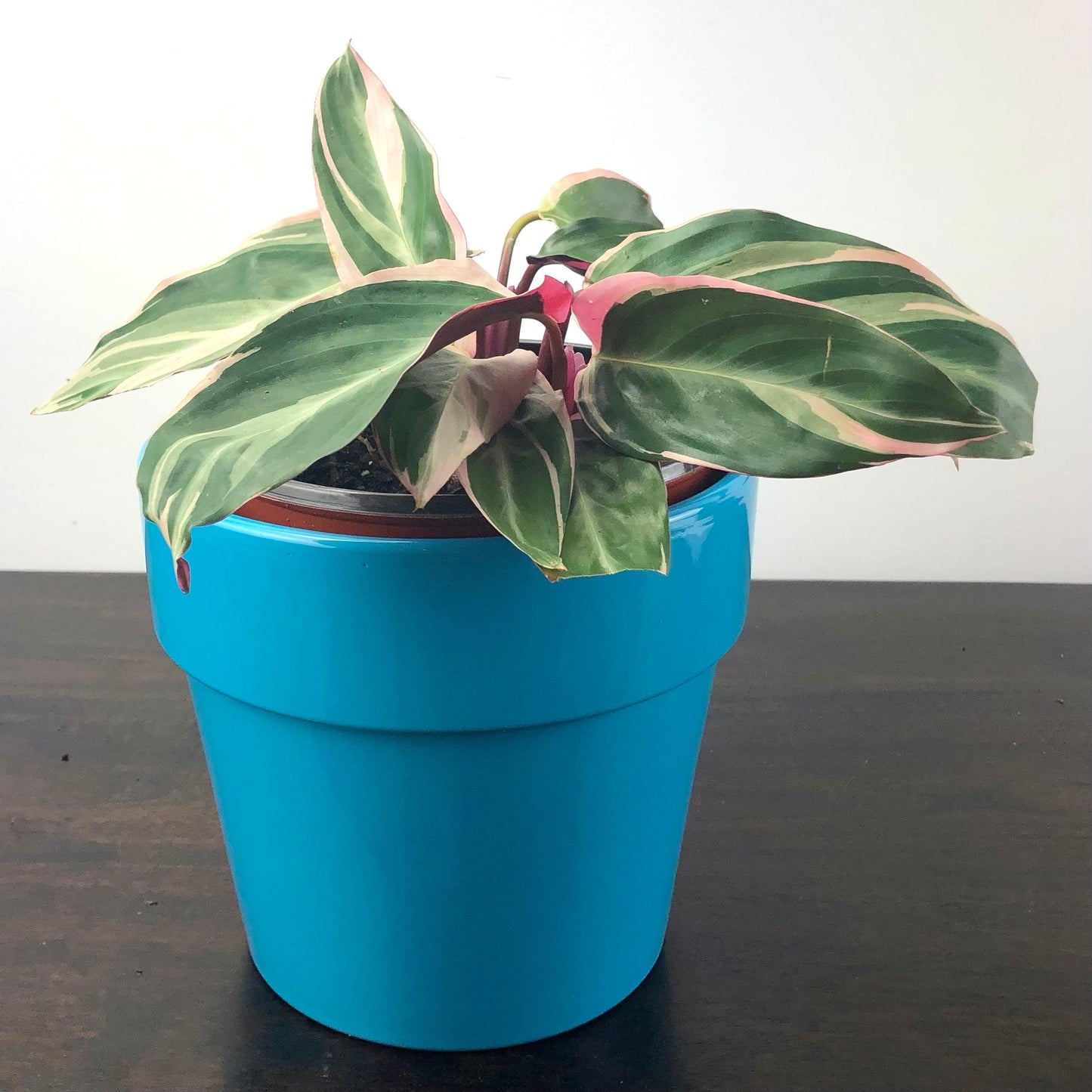 Trio Star Stromanthe Care