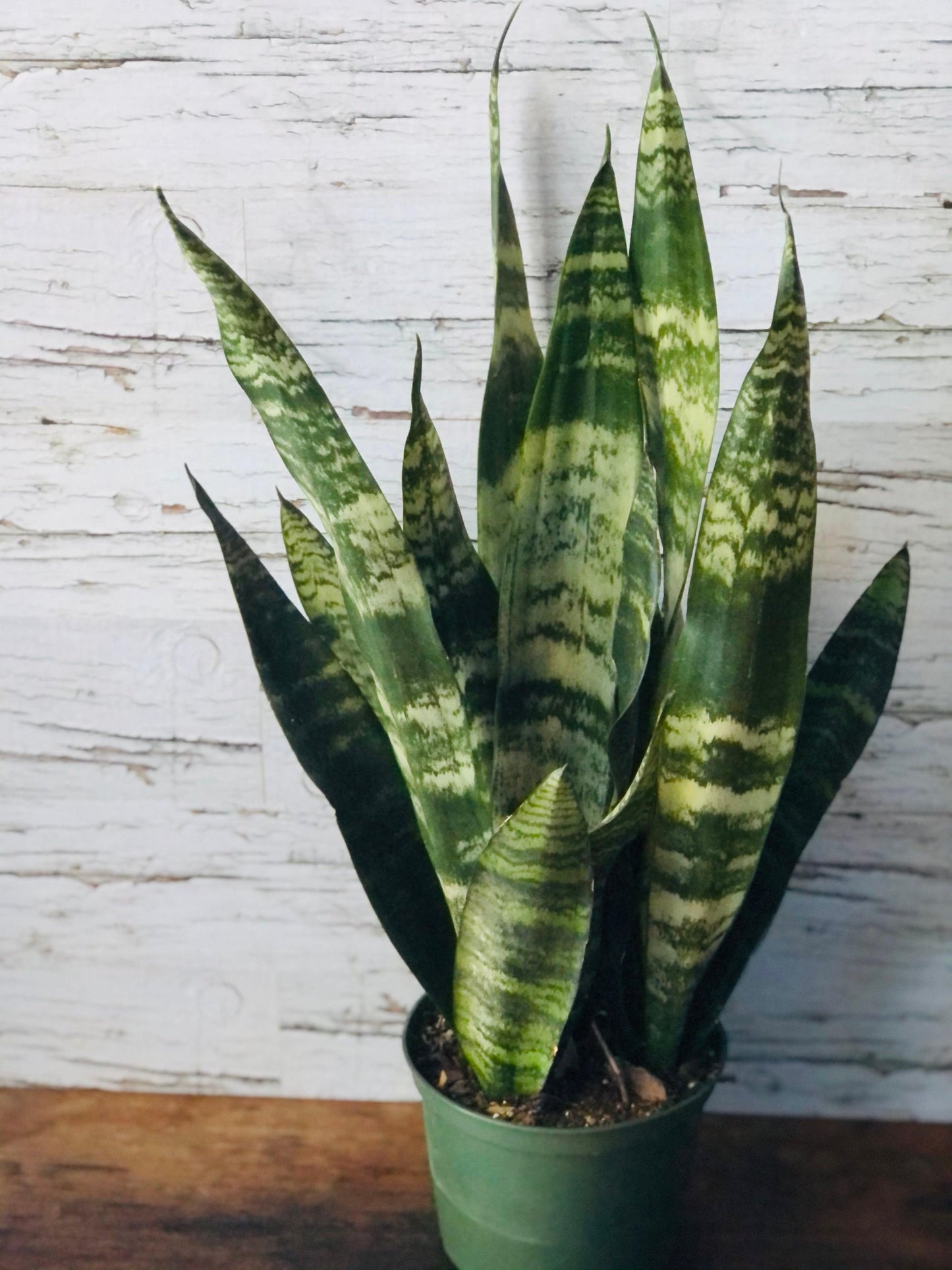 Buy Black Coral Sansevieria