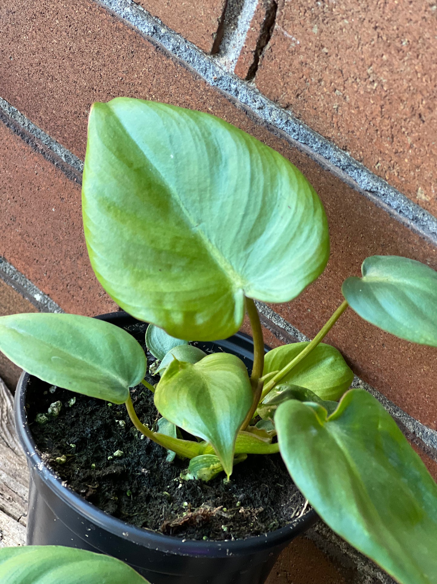 Philodendron McDowell