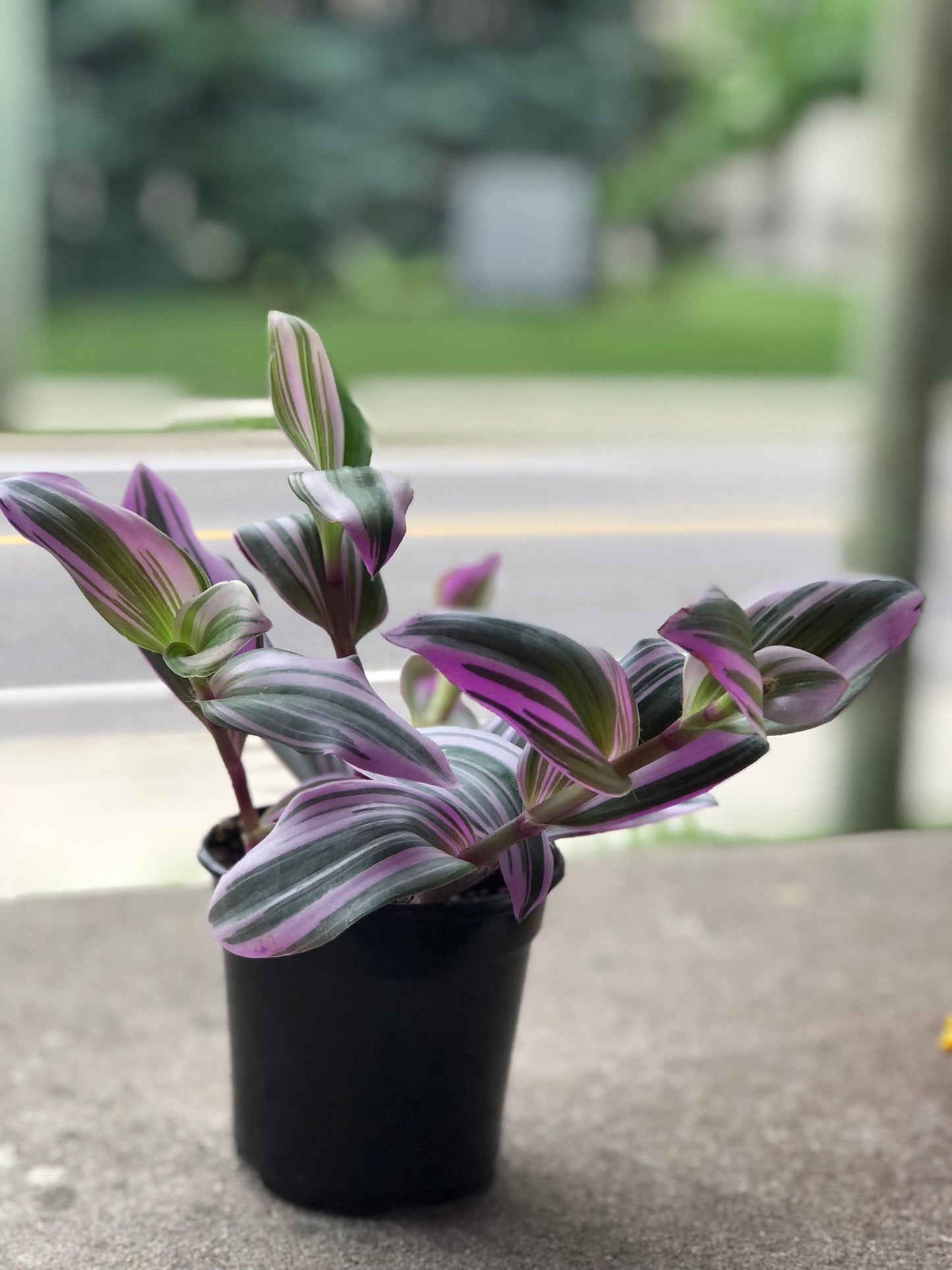 Buy A Tradescantia Nanouk