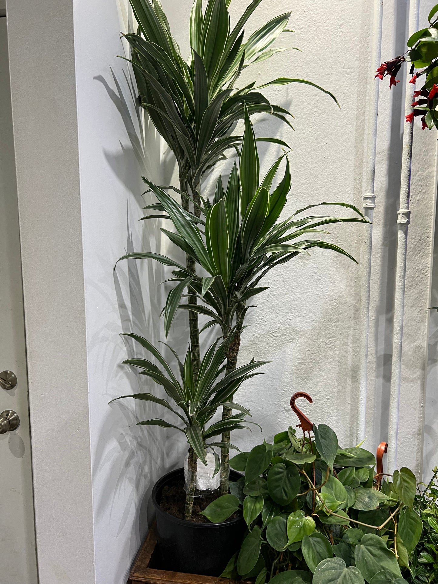 Dracaena Ulysses cane 3,2,1
