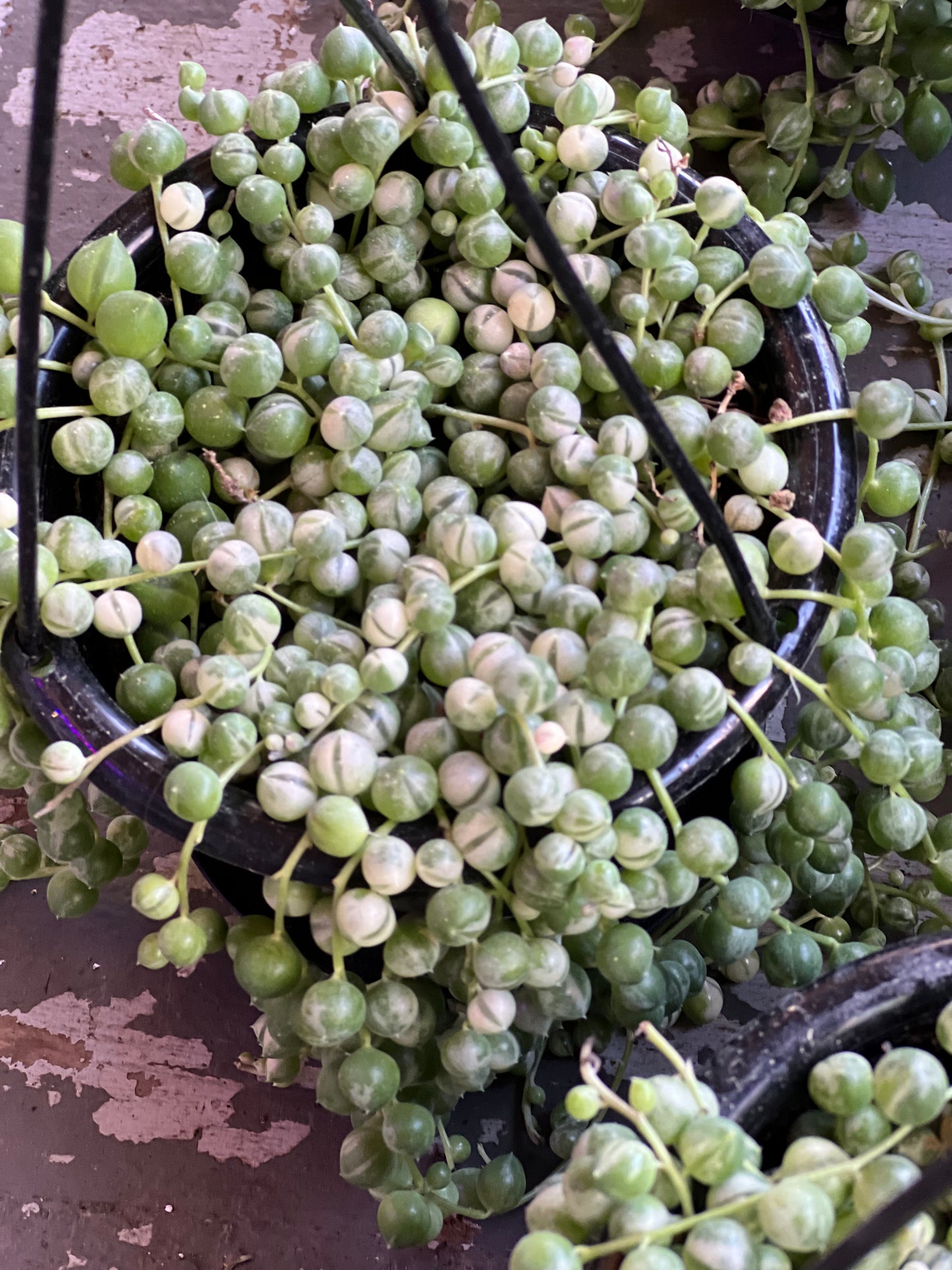 Variegated String of Pearls