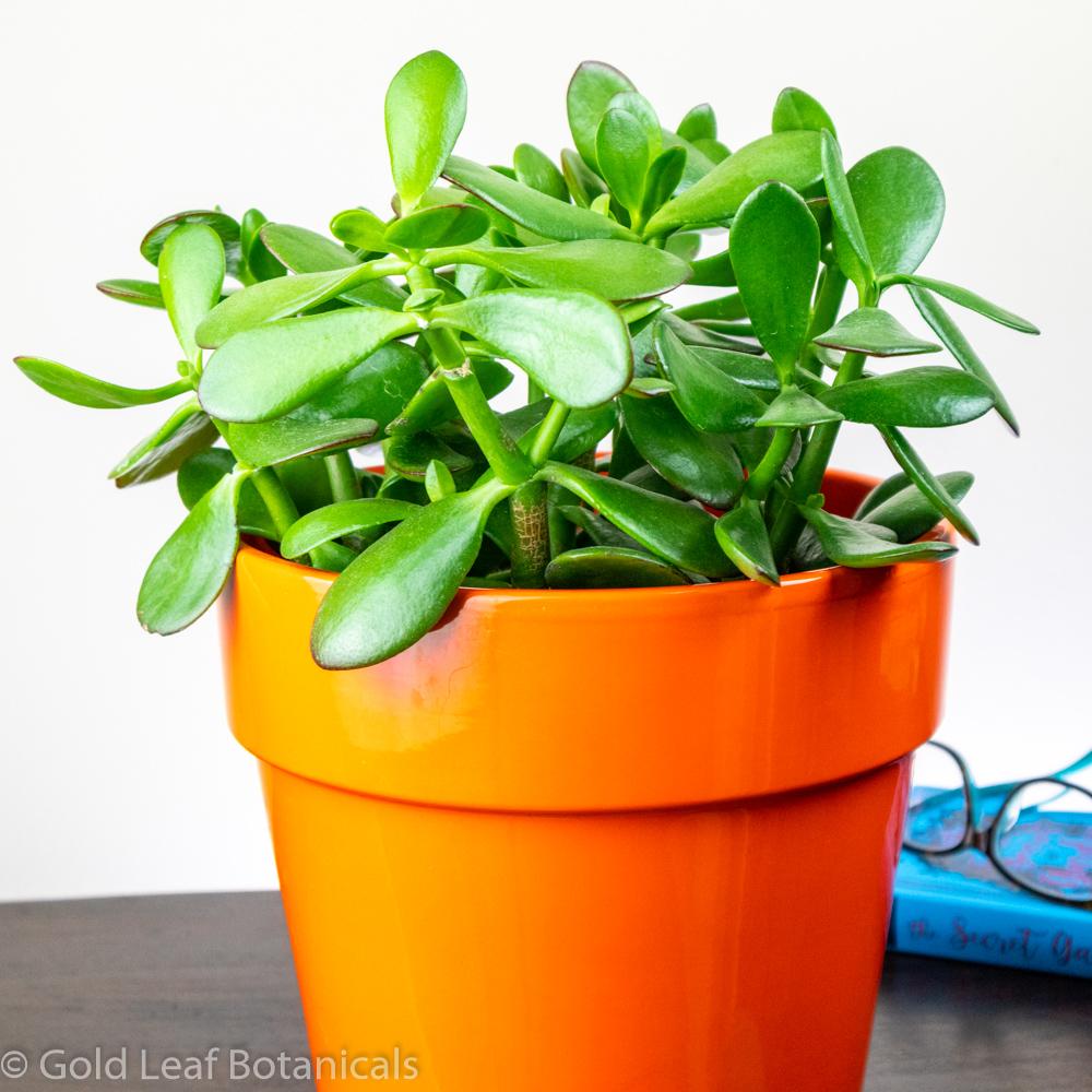Jade Plant - Gold Leaf Botanicals