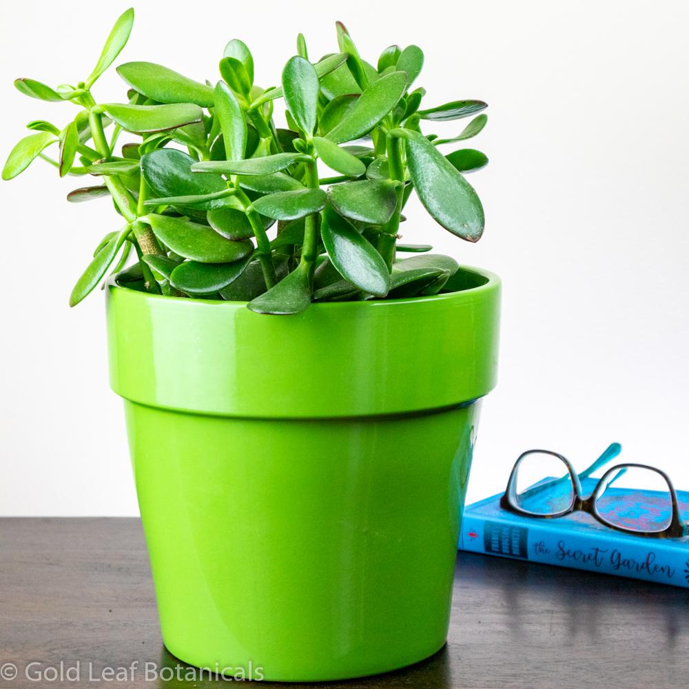 Jade Plant - Gold Leaf Botanicals
