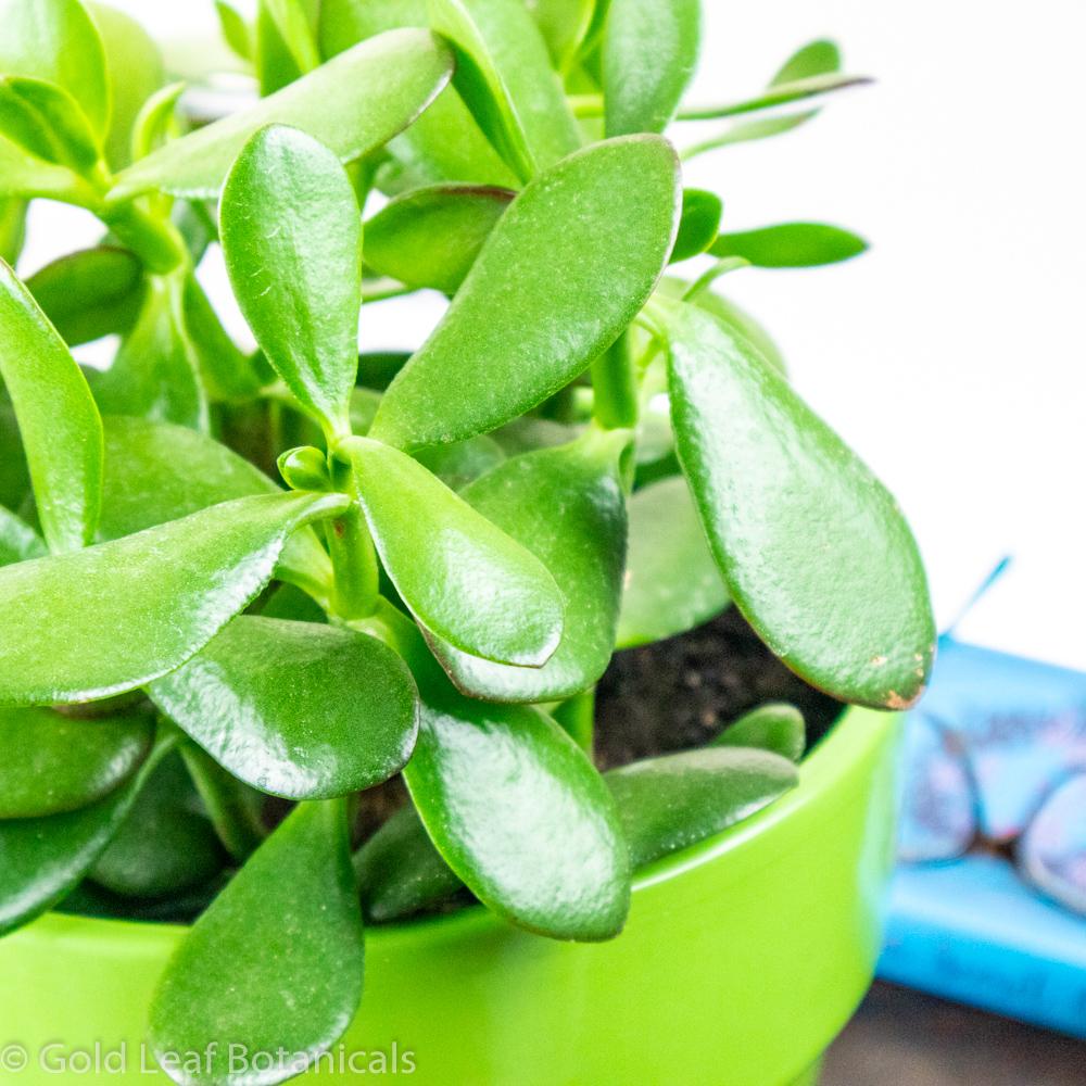 Jade Plant - Gold Leaf Botanicals