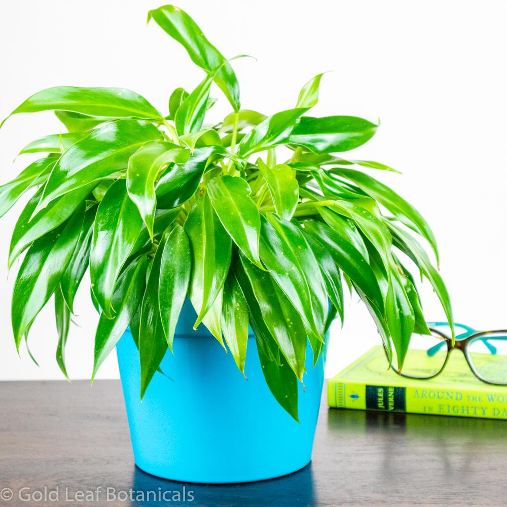 Little Phil Philodendron - Gold Leaf Botanicals