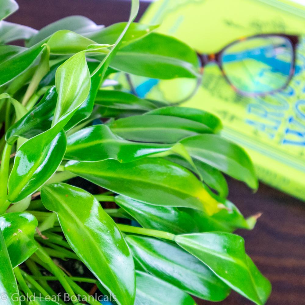 Little Phil Philodendron - Gold Leaf Botanicals