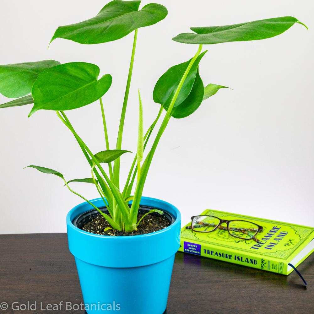 Monstera Deliciosa Care