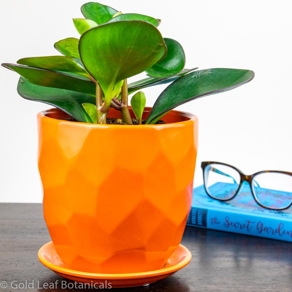 Peperomia Baby Rubber Plant - Gold Leaf Botanicals