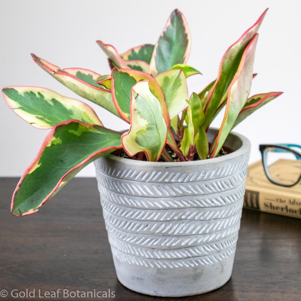 Peperomia Ginny - Gold Leaf Botanicals