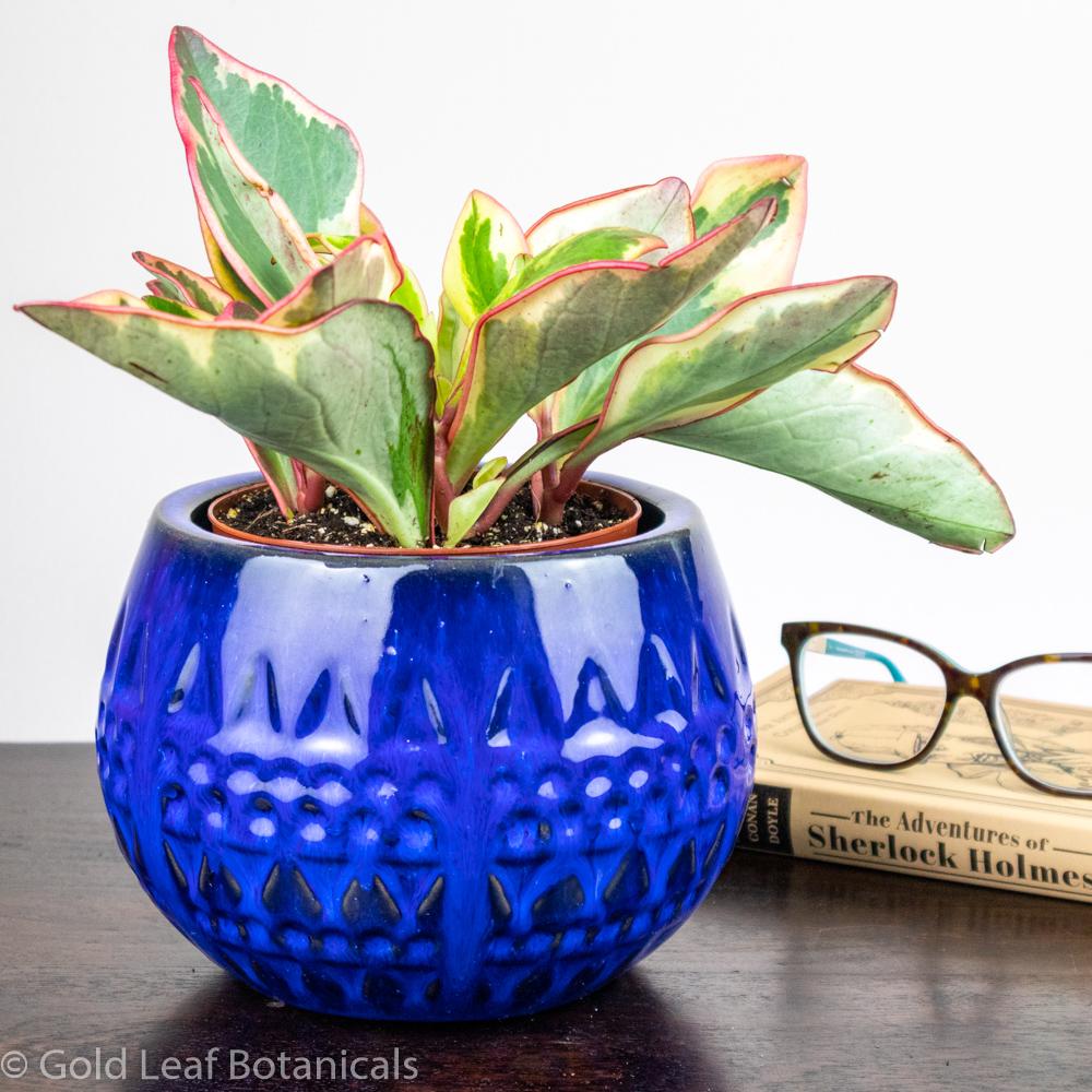 Peperomia Ginny - Gold Leaf Botanicals