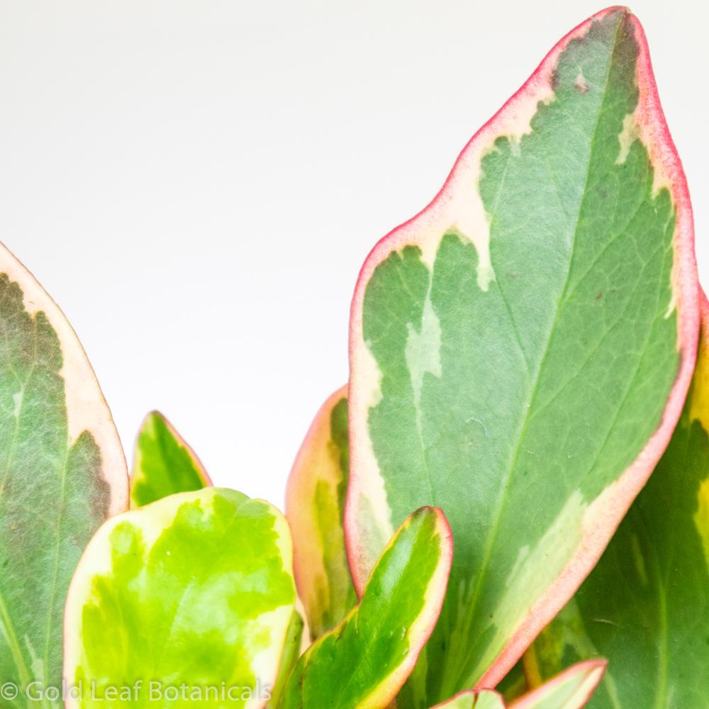 Peperomia Ginny - Gold Leaf Botanicals