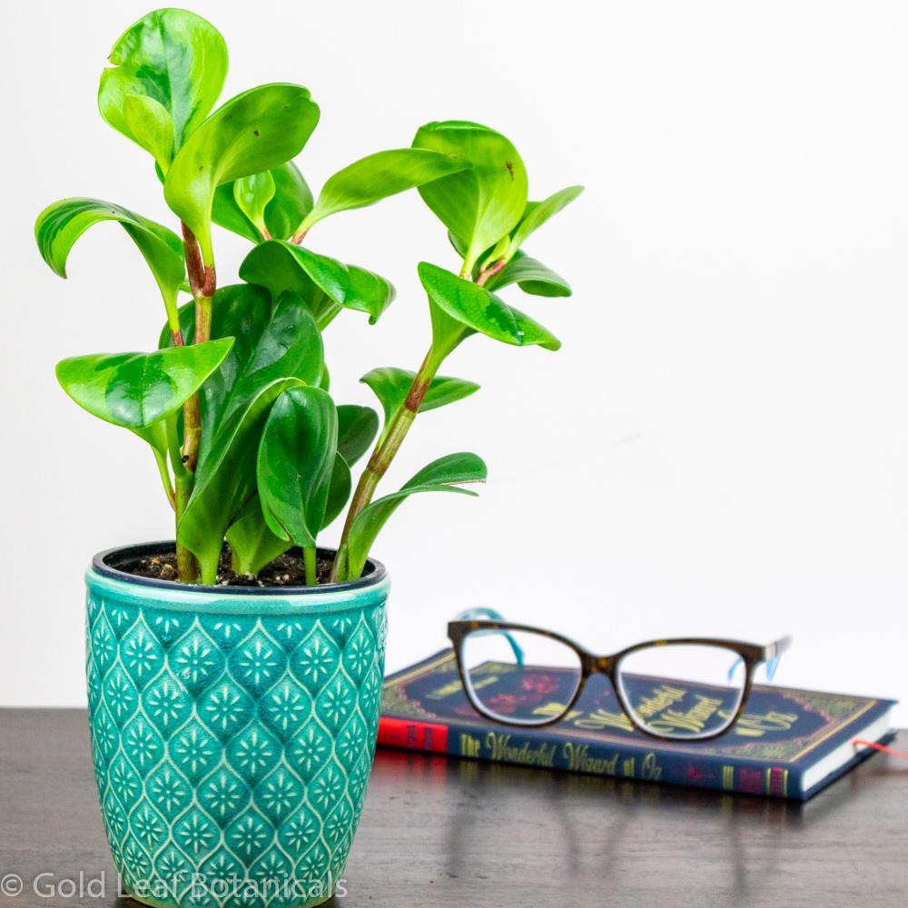 Peperomia Obtusifolia Lemon Lime - Gold Leaf Botanicals