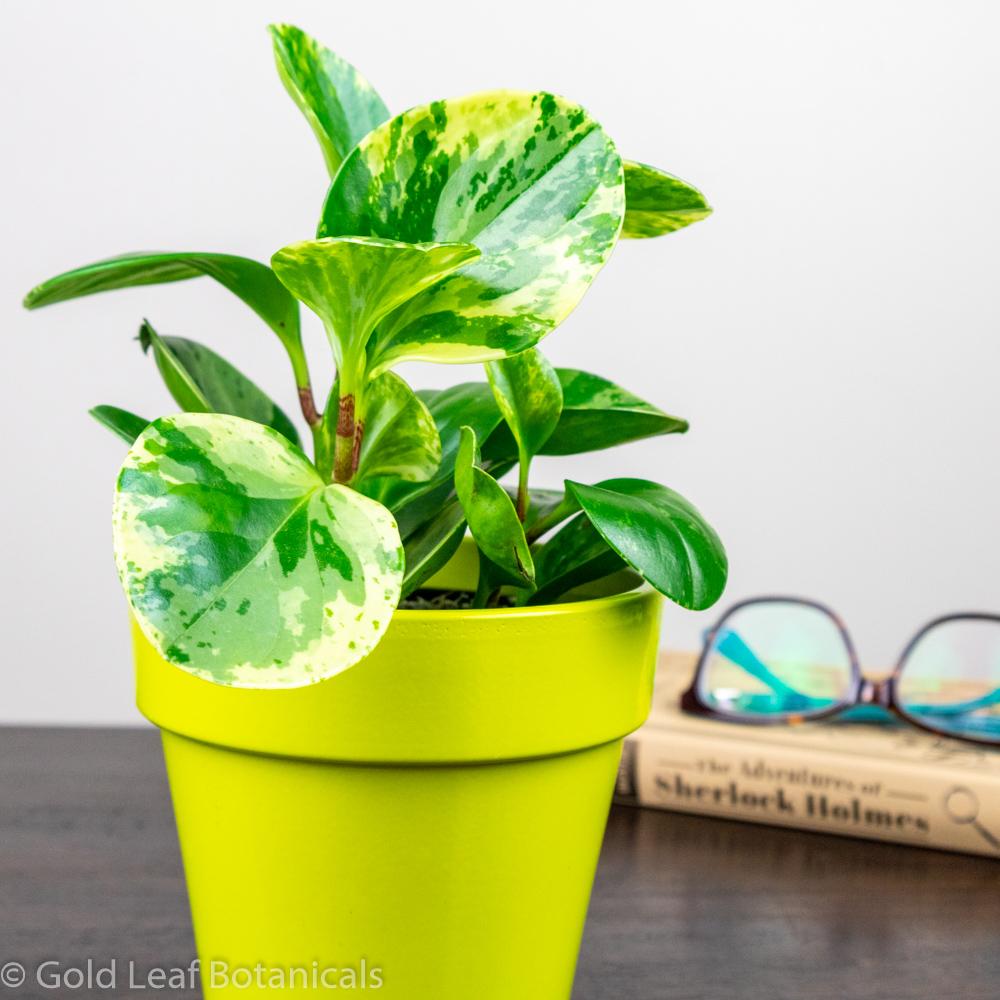 Peperomia Obtusifolia Marble - Gold Leaf Botanicals
