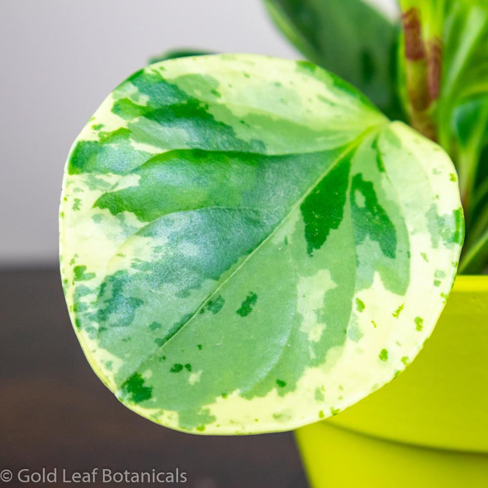 Peperomia Obtusifolia Marble - Gold Leaf Botanicals