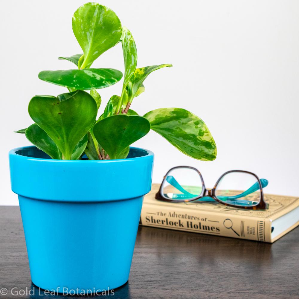 Peperomia Obtusifolia Marble - Gold Leaf Botanicals