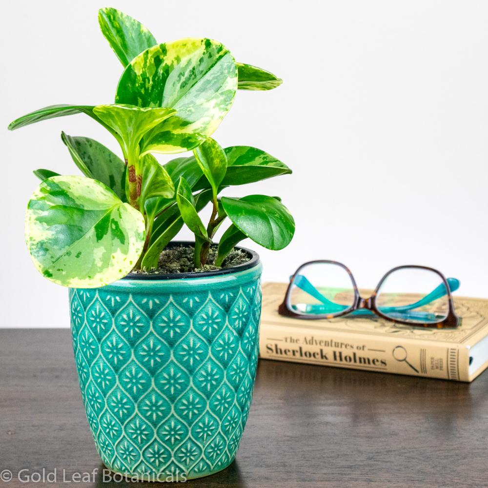 Peperomia Obtusifolia Marble - Gold Leaf Botanicals