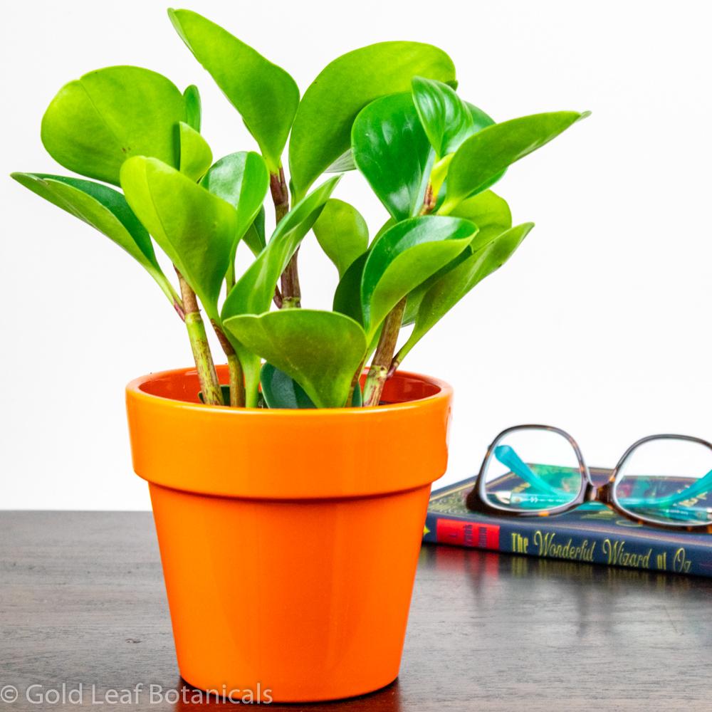 Peperomia Obtusifolia - Gold Leaf Botanicals