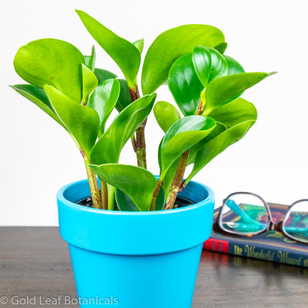 Peperomia Obtusifolia - Gold Leaf Botanicals