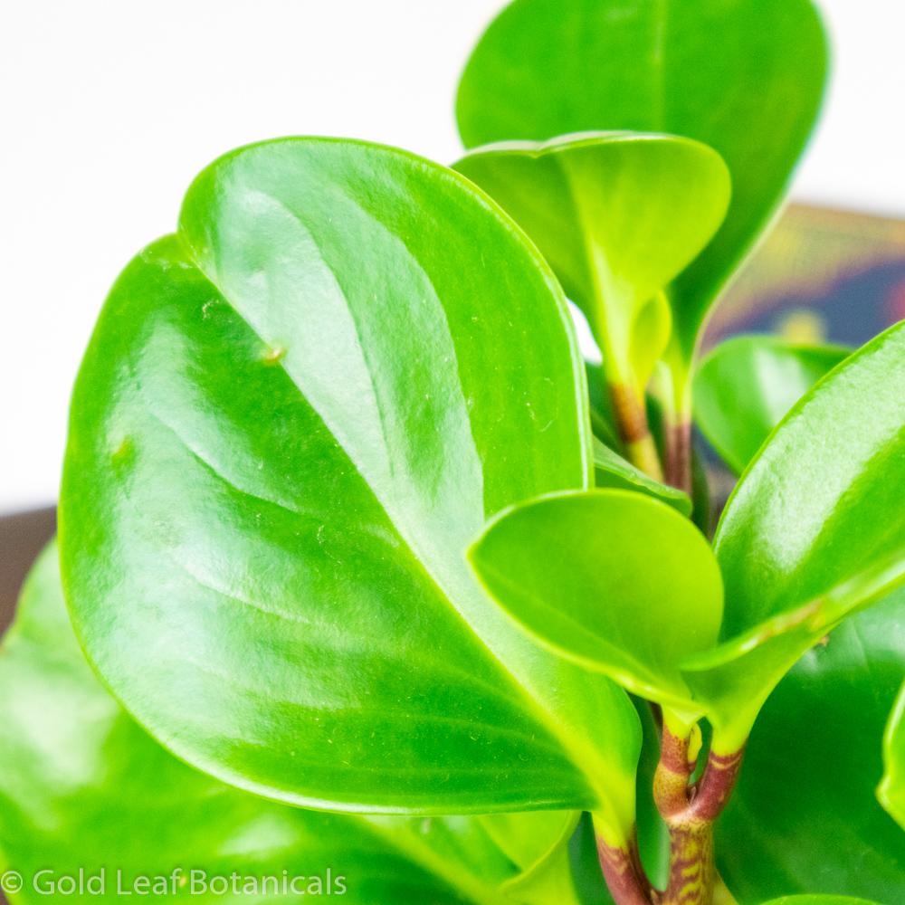 Peperomia Obtusifolia - Gold Leaf Botanicals
