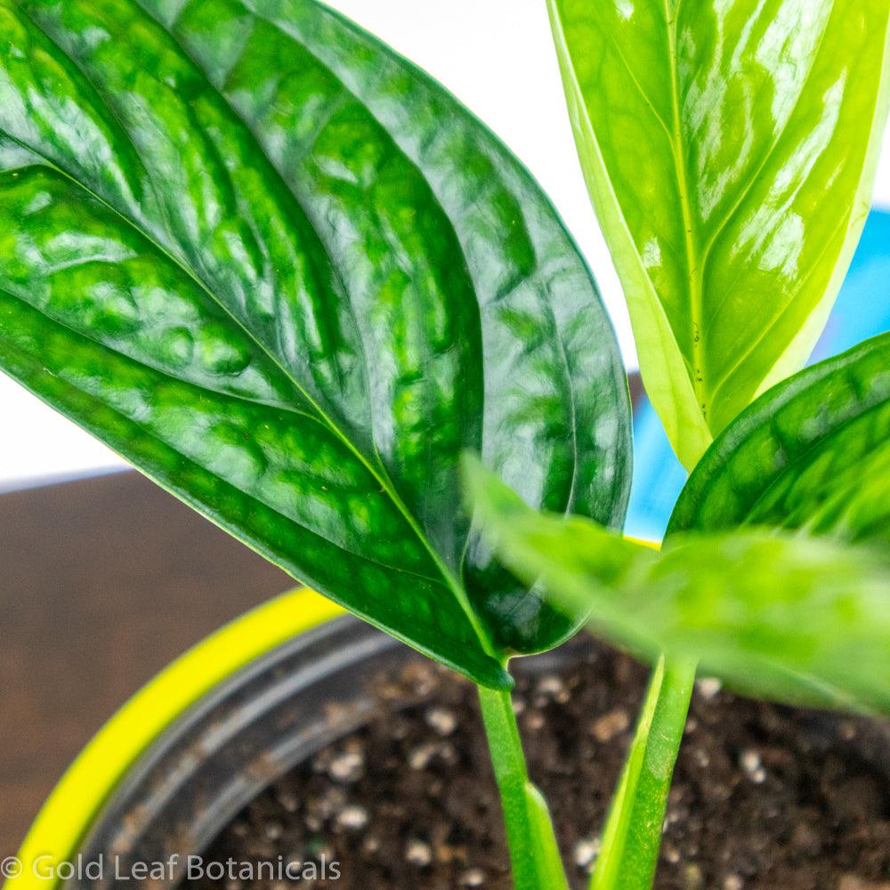Buy a Monstera Peru in Ontario Canada For Sale