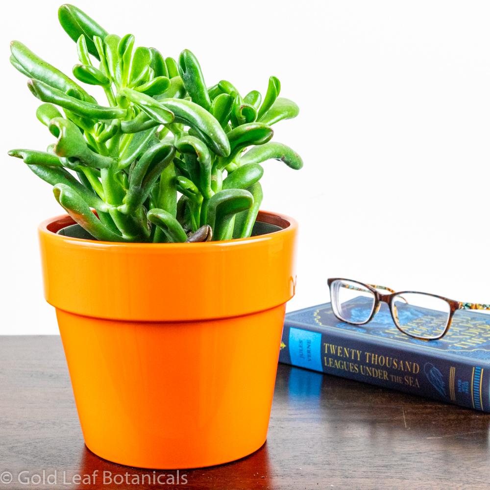 Jade Plant - Gold Leaf Botanicals