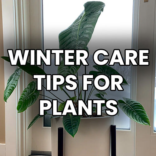 Winter Care Tips for Tropical House Plants