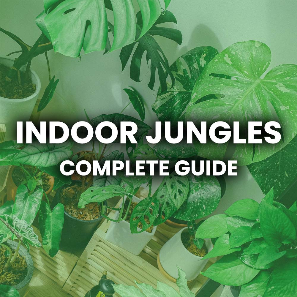 Why Indoor Jungles are the Ultimate Trend for Plant Lovers