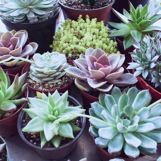 The Beginners Guide To Succulent Care - Gold Leaf Botanicals