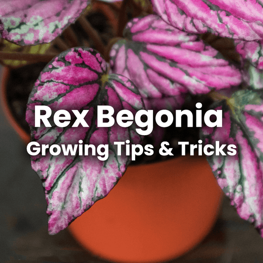 Begonia Rex: Easy Tips To Grow a Happy and Healthy Plant - Gold Leaf Botanicals