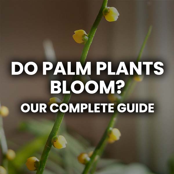 Do palm plants bloom text over top of palm plant flowers