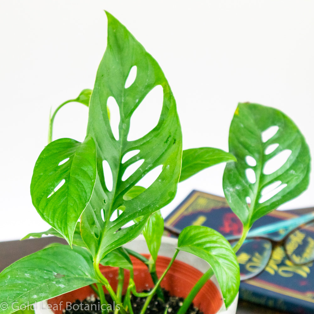 Monstera Care Guide: How to Care for All Types of Monstera Plants ...