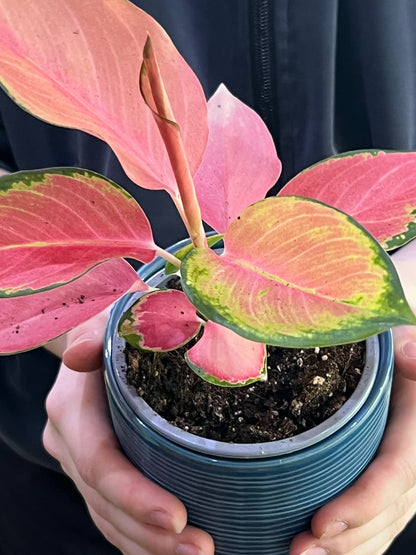 Aglaonema Pink Valentine