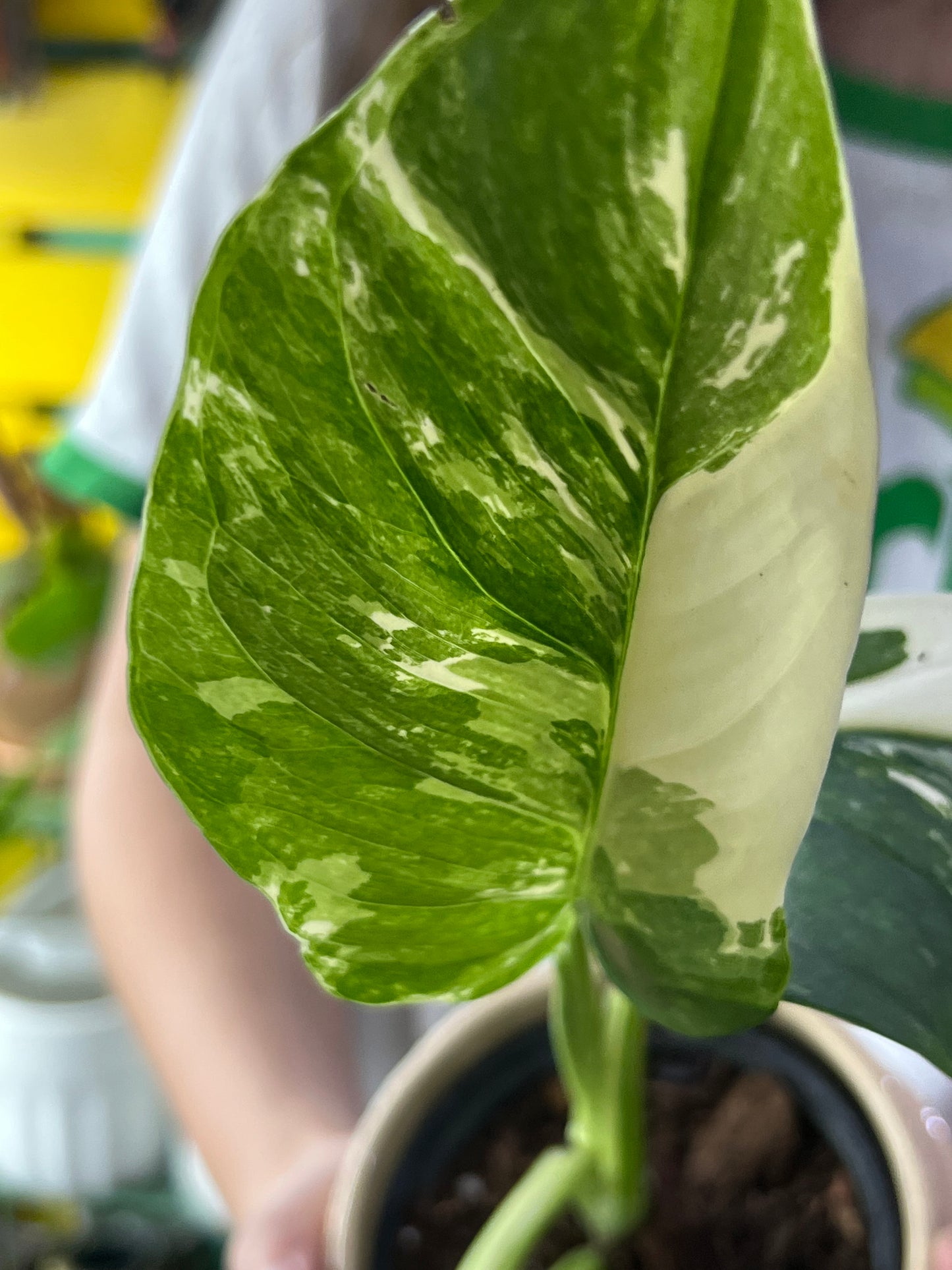 Monstera Lechleriana Variegated