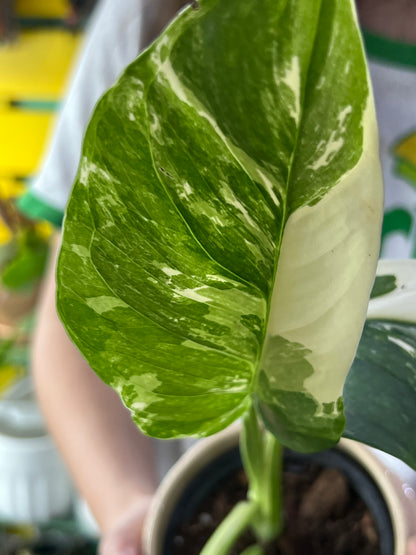 Monstera Lechleriana Variegated