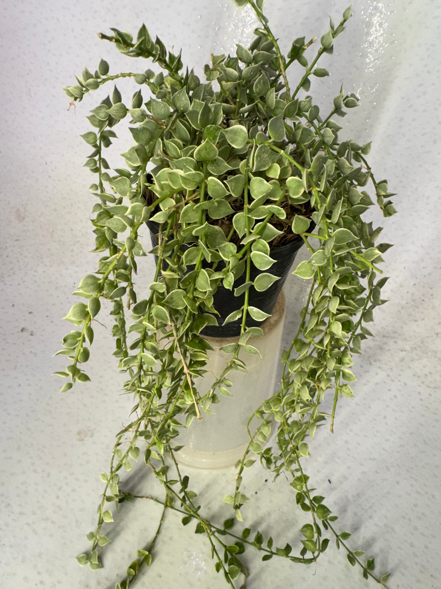 Dischidia Million Hearts Variegated (Pre-Order)