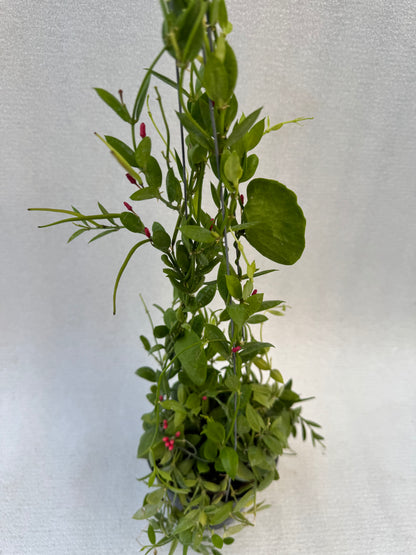 Dischidia Ant Plant  (Pre-Order)